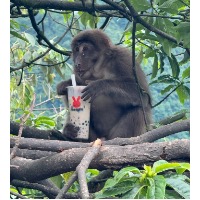 热带雨林母猴